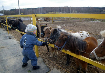 В гости к мини-лошадям. Москва - Лыткарино - Москва