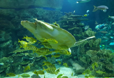 Океанариум Sochi Discovery World Aquarium.